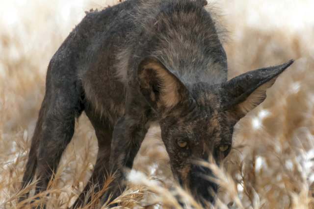 A black wild dog in tall, dry grass.