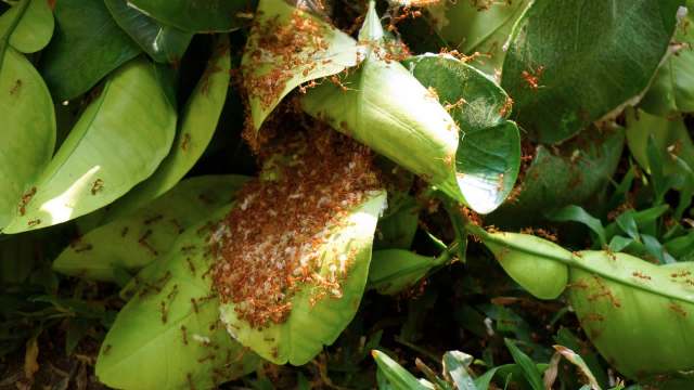 Electric ants on leaves.