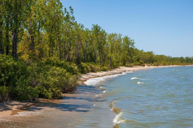 A serene shoreline with gentle waves, bordered by lush green trees under a clear blue sky.