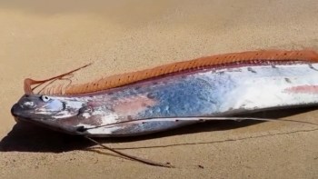 A long, slender oarfish with a shiny, iridescent body lies on a sandy beach.