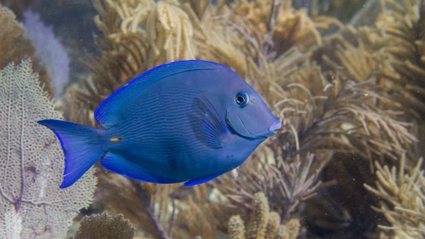 A blue tang fish swims among coral and seaweed in a vibrant underwater scene.