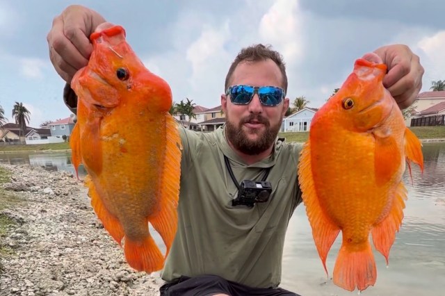 A man holds two large, vibrant orange goldfish by a body of water with houses and palm trees in the background.