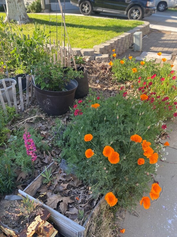 A front yard with native flower species next to a plain grass lawn.