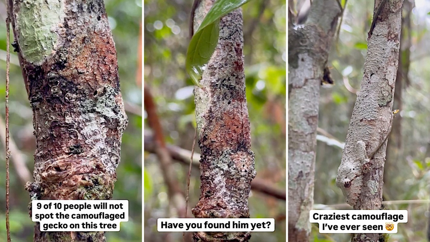 A tree trunk with a camouflaged gecko blending into the bark, surrounded by lush greenery.