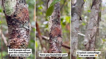 A tree trunk with a camouflaged gecko blending into the bark, surrounded by lush greenery.