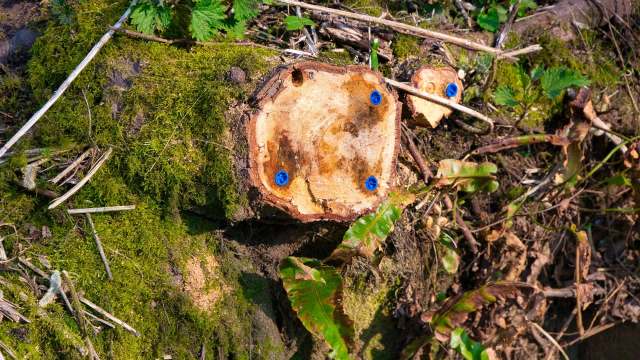 A freshly cut tree stump with blue plastic plugs and surrounding green moss and foliage.