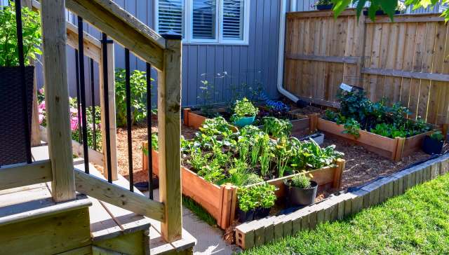 A wooden garden bed filled with various plants, surrounded by grass and a wooden fence, with a staircase visible.