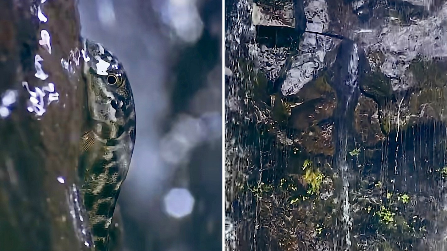A Nopoli goby fish climbing up waterfalls.