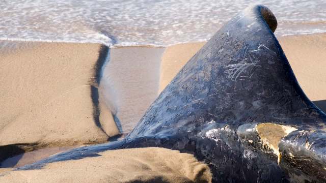 A close-up of a black whale fin resting partially on the sandy beach with gentle waves in the background.