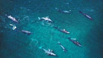 Aerial view of several gray whales swimming in clear blue ocean waters.