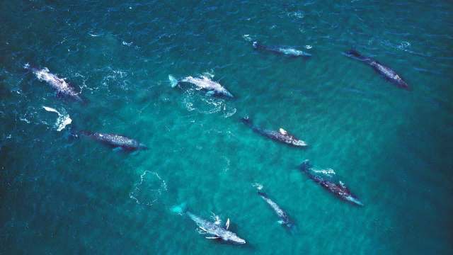 Aerial view of several gray whales swimming in clear blue ocean waters.