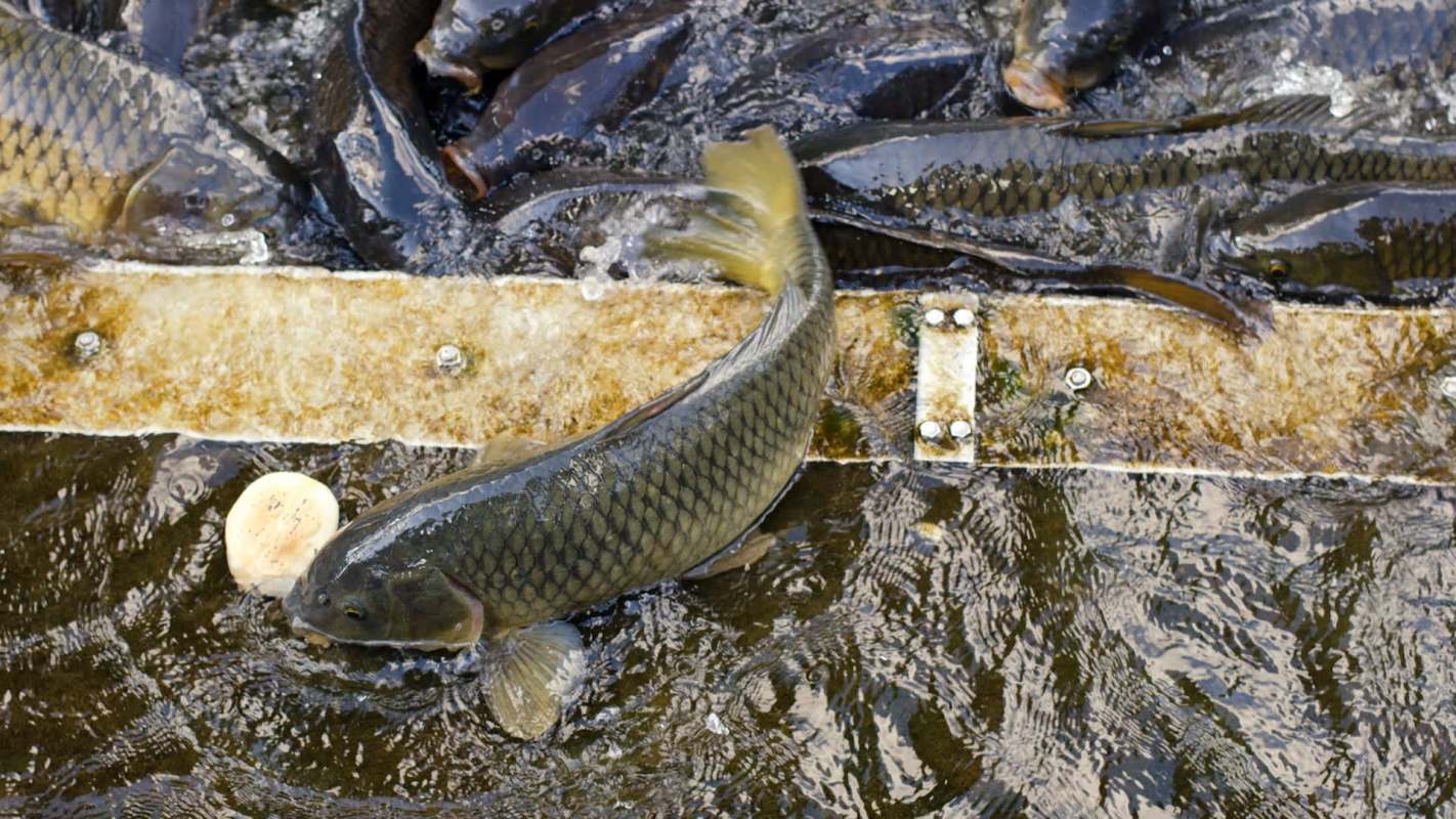 A Japanese carp jumps out a floating platform in water, surrounded by other fish, to reach for food.