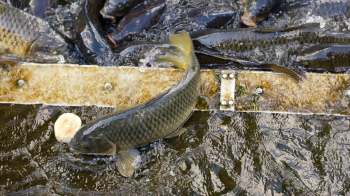 A Japanese carp jumps out a floating platform in water, surrounded by other fish, to reach for food.