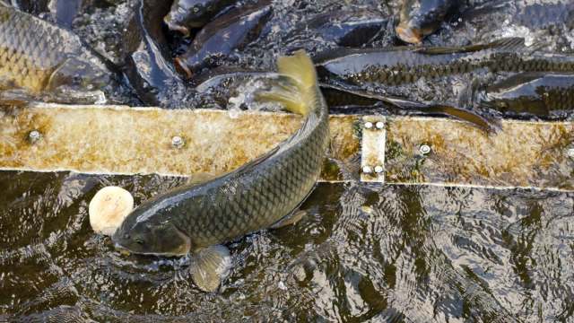 A Japanese carp jumps out a floating platform in water, surrounded by other fish, to reach for food.