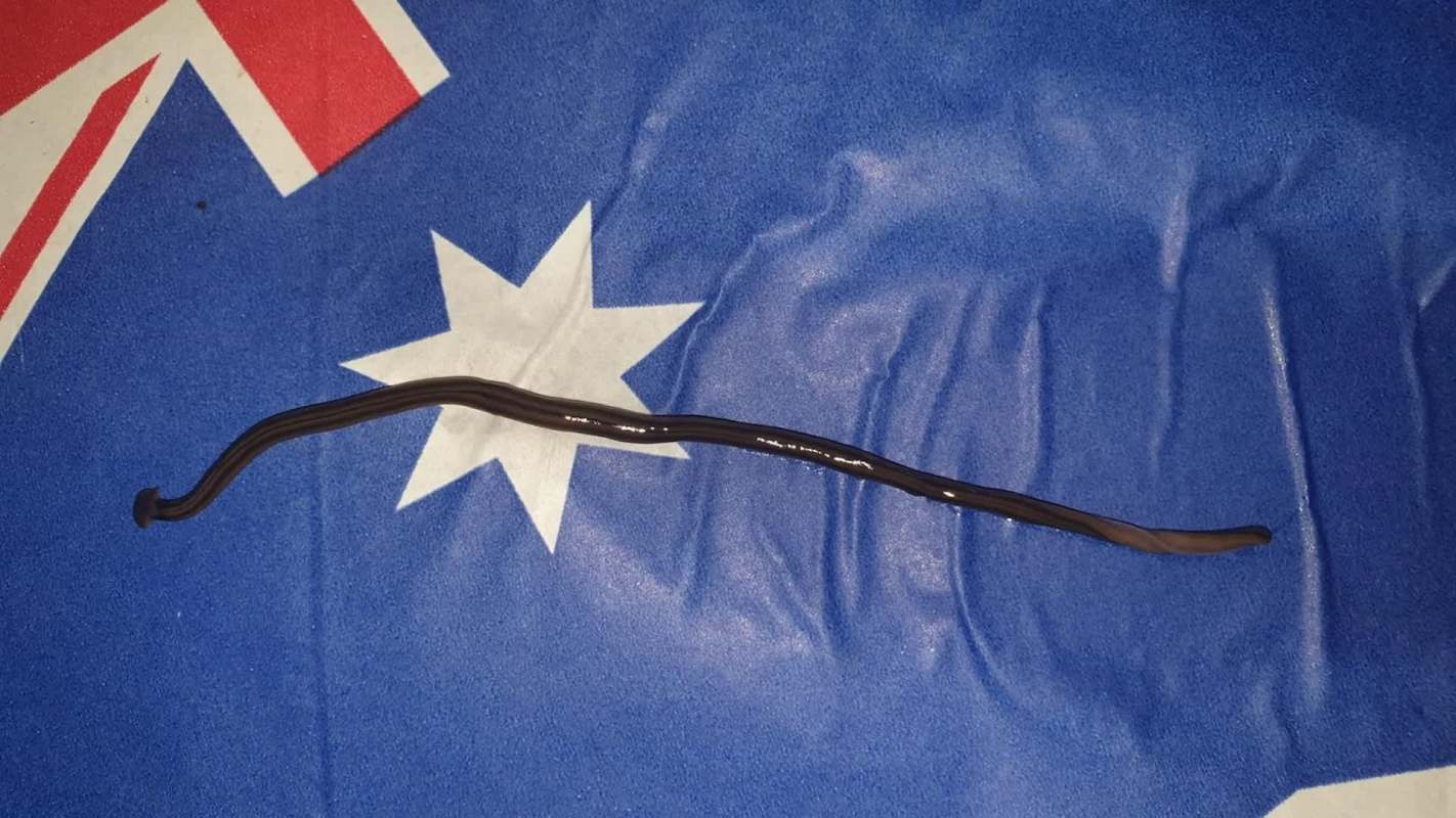 A dark, elongated hammerhead worm rests on blue fabric featuring the Australian flag.