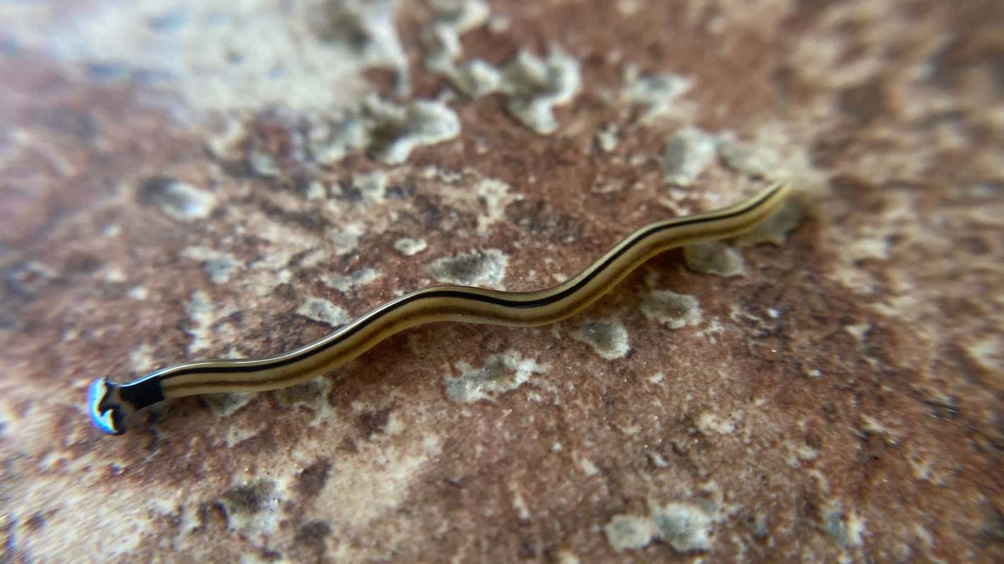 A close-up of a slender, segmented hammerhead flatworm with a yellow and black pattern on a textured surface.