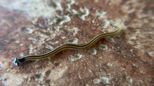 A close-up of a slender, segmented hammerhead flatworm with a yellow and black pattern on a textured surface.