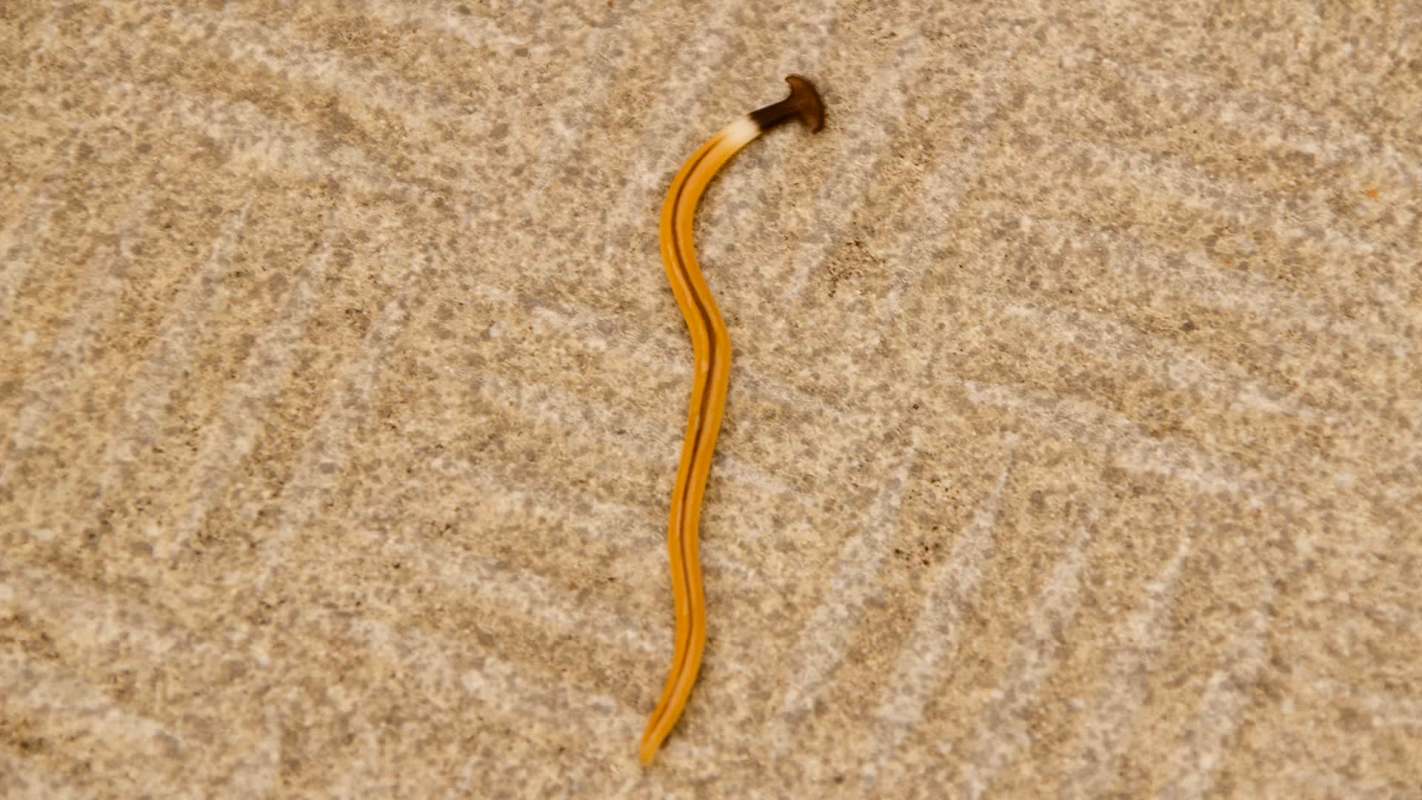 A thin, elongated brownish hammerhead worm is laying on a textured light-colored surface.