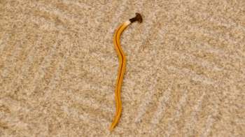 A thin, elongated brownish hammerhead worm is laying on a textured light-colored surface.