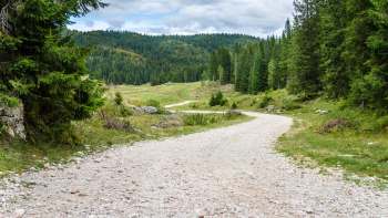 A winding gravel path through a green forest with tall trees and a cloudy sky.