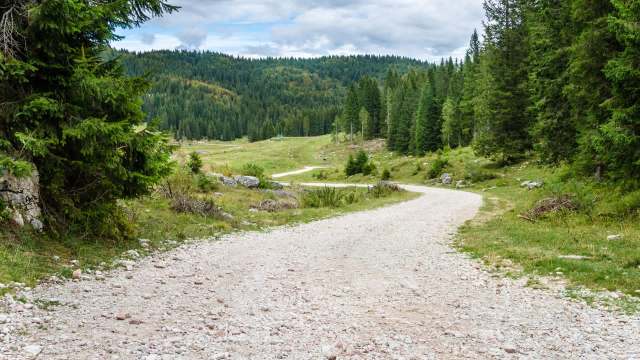 A winding gravel path through a green forest with tall trees and a cloudy sky.