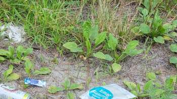 A patch of grass with scattered litter in a national forest.