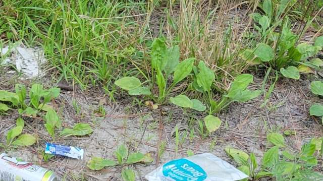 A patch of grass with scattered litter in a national forest.