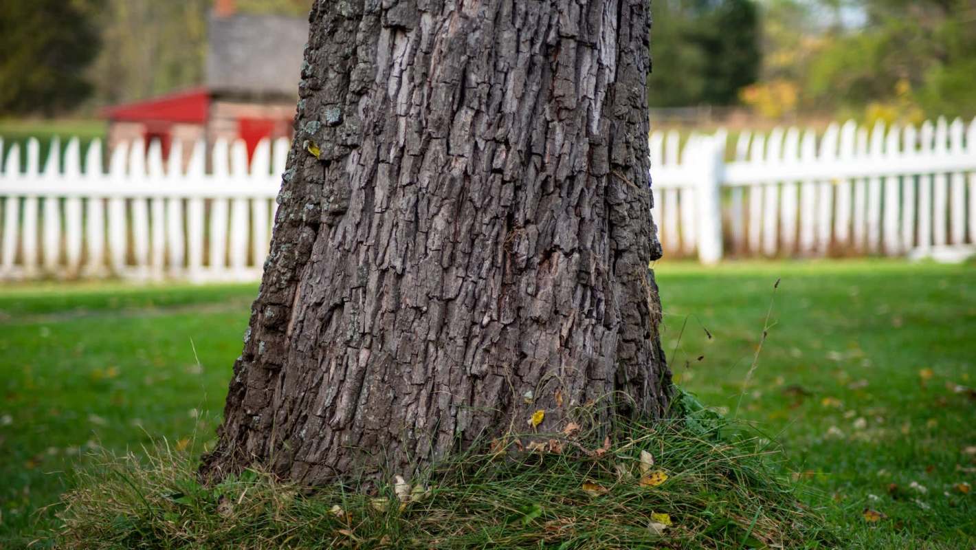 A close-up of a textured tree trunk with grass and a white picket fence in the background.
