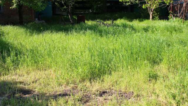 A lush, green overgrown lawn with scattered patches of sunlight and few trees in the background.
