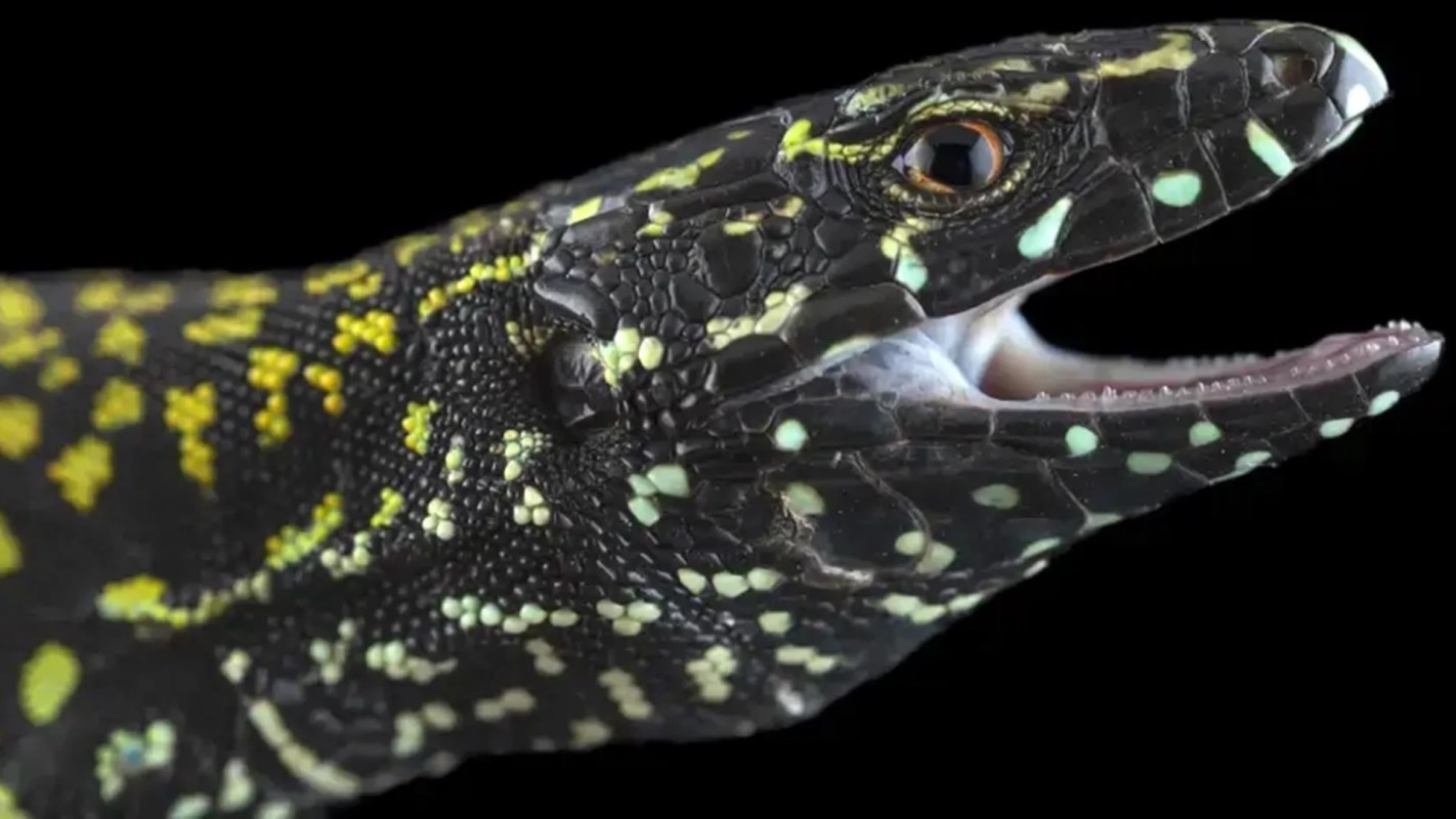 A close-up of a black "hulk" lizard with yellow and green spots and its mouth slightly open against a black background.