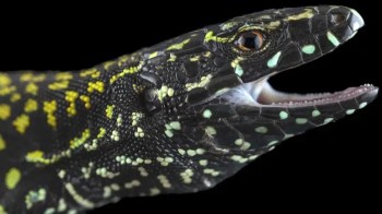 A close-up of a black "hulk" lizard with yellow and green spots and its mouth slightly open against a black background.