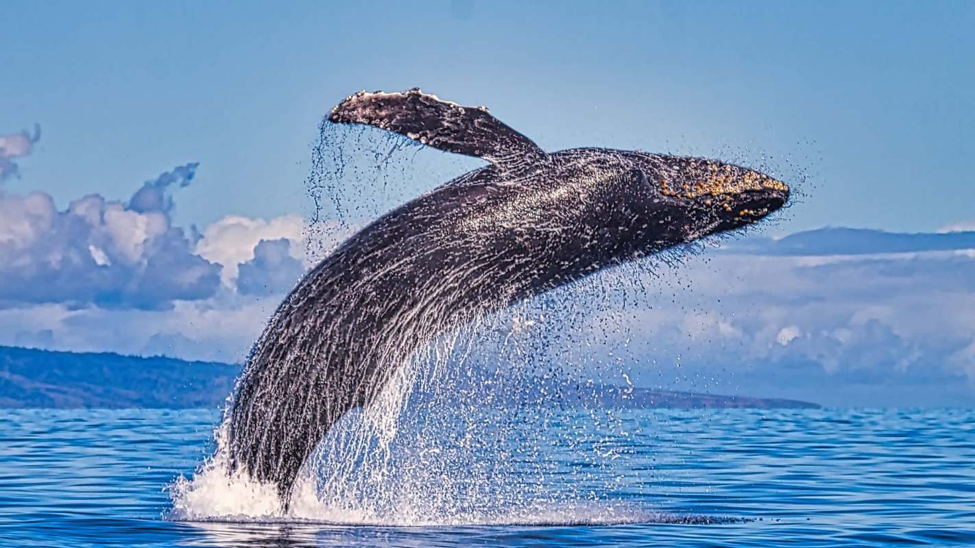 A humpback whale breaches above the ocean surface, creating a splash against a clear blue sky.