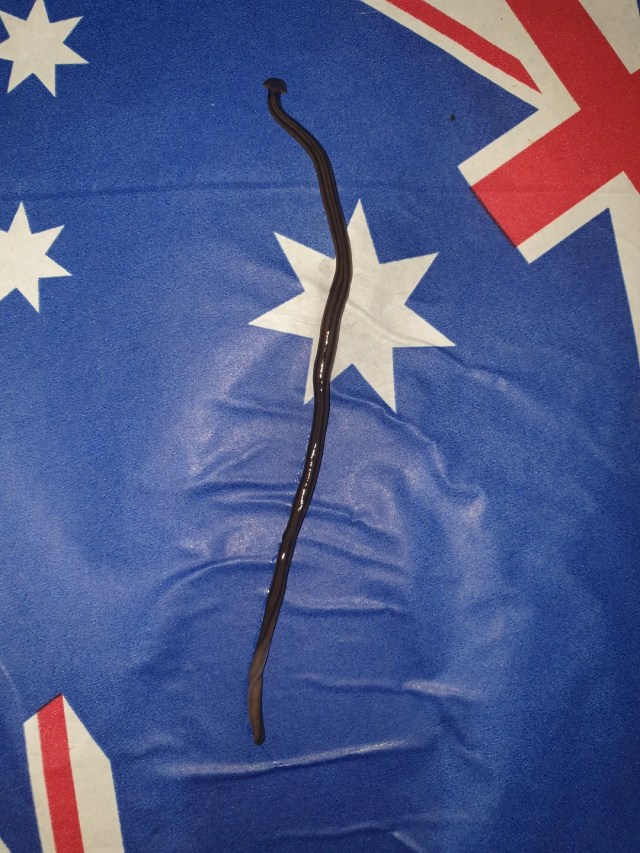 A dark, elongated hammerhead worm rests on blue fabric featuring the Australian flag.