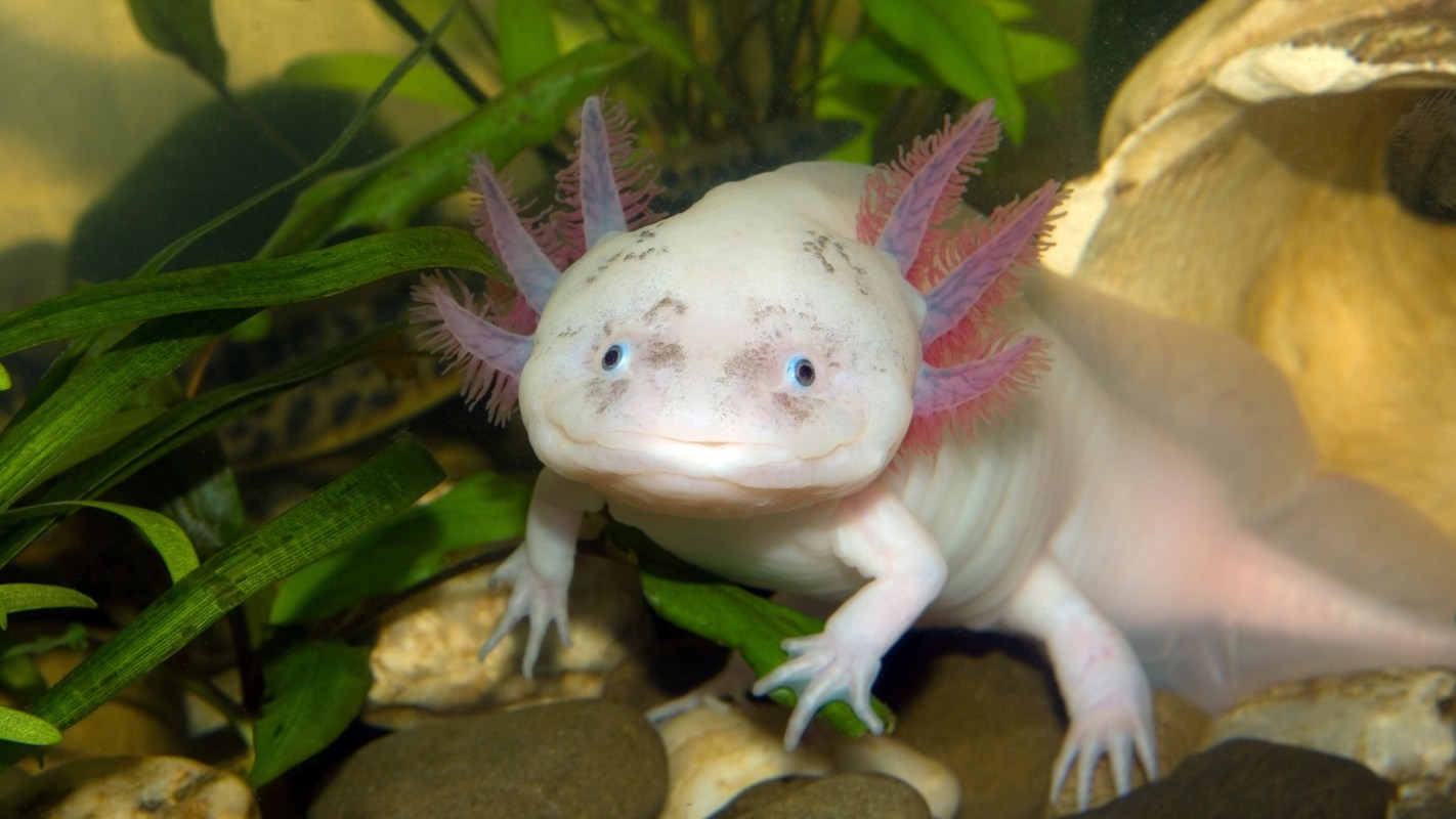 A close-up of a white axolotl with pink gills among plants and rocks in an aquarium.