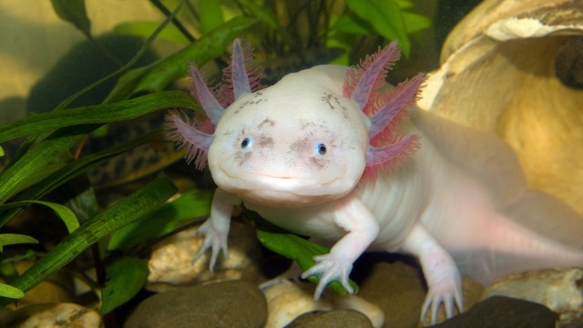 A close-up of a white axolotl with pink gills among plants and rocks in an aquarium.