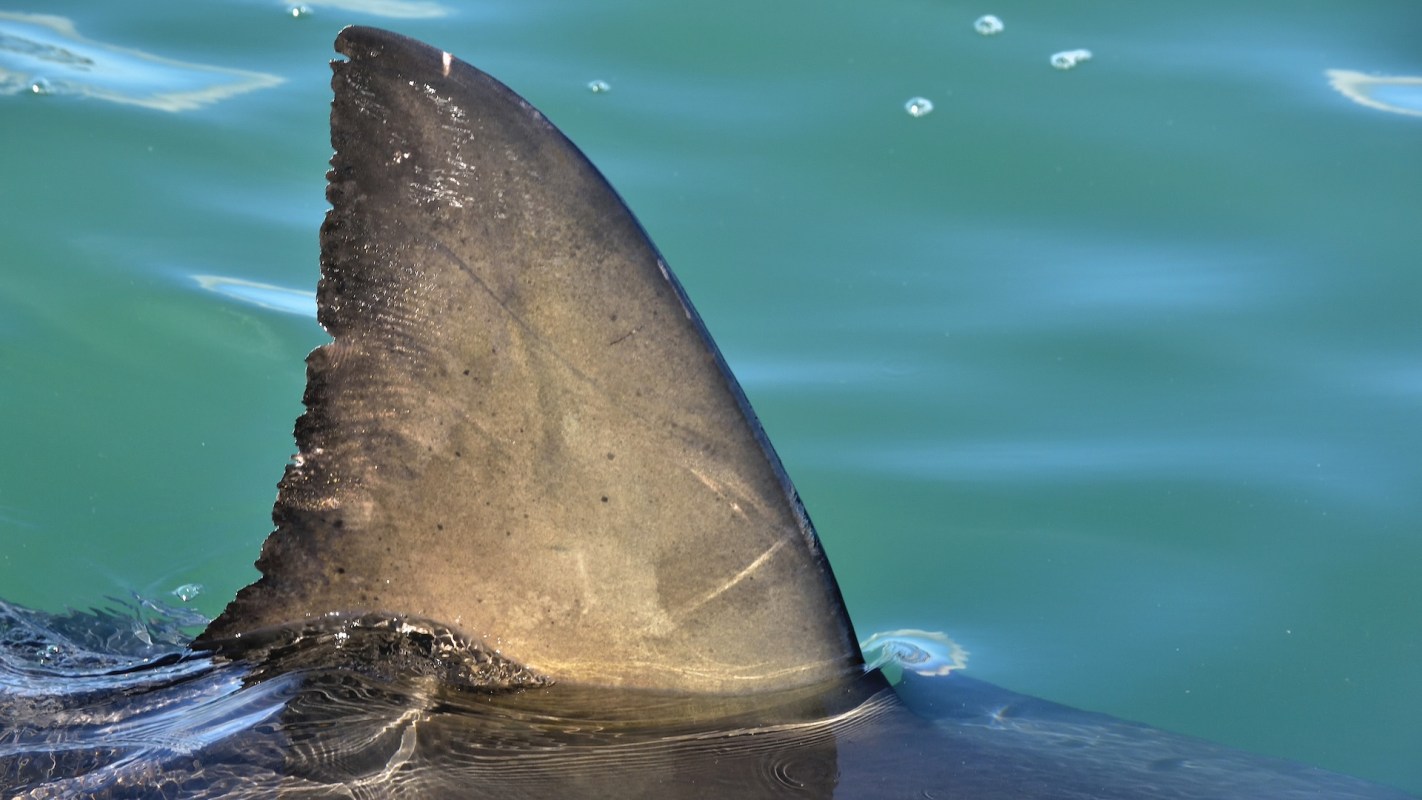 A close-up of a dorsal shark fin emerging from the water, with bubbles and ripples surrounding it.