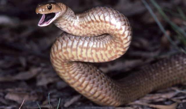 A coiled snake lunging forward with its mouth open.