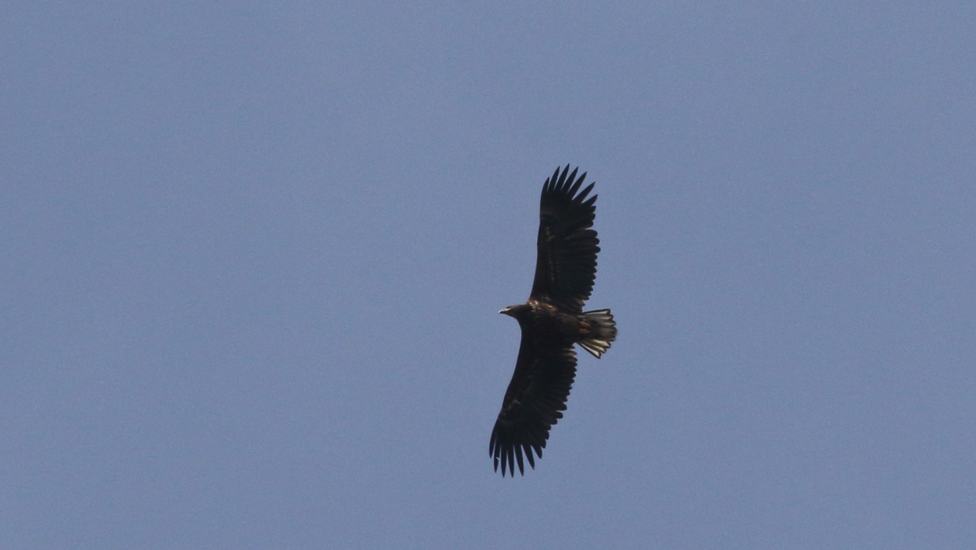 A white-tailed eagle flies against a blue sky.
