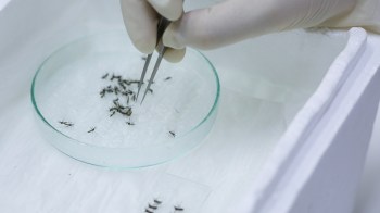 A researcher uses tweezers to handle mosquitoes in a petri dish for scientific examination.