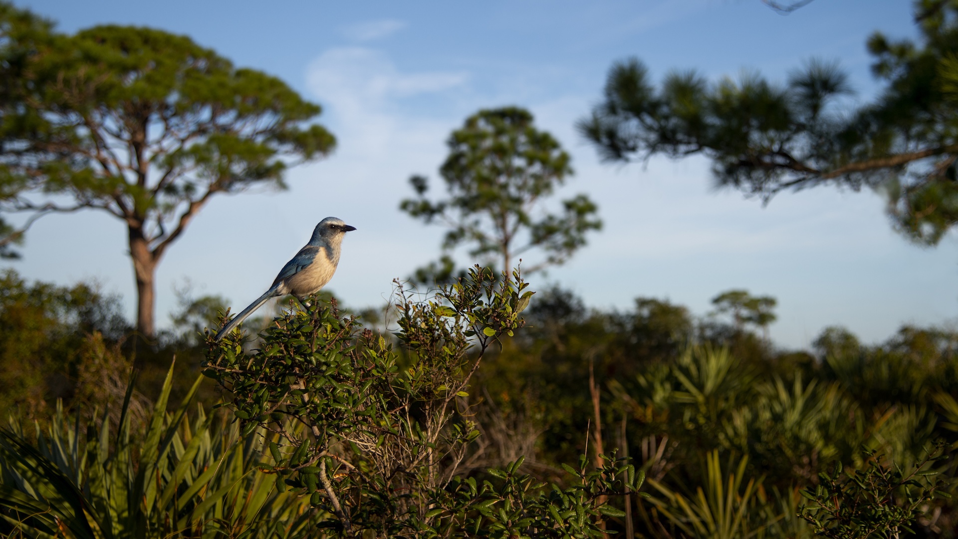 Tech entrepreneur sues Florida county, federal agencies to build house in endangered species habitat