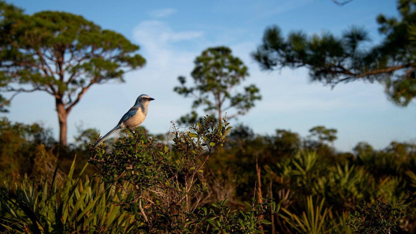 A Florida scrub jay perches on a bush with green foliage and tall trees in the background under a clear blue sky.