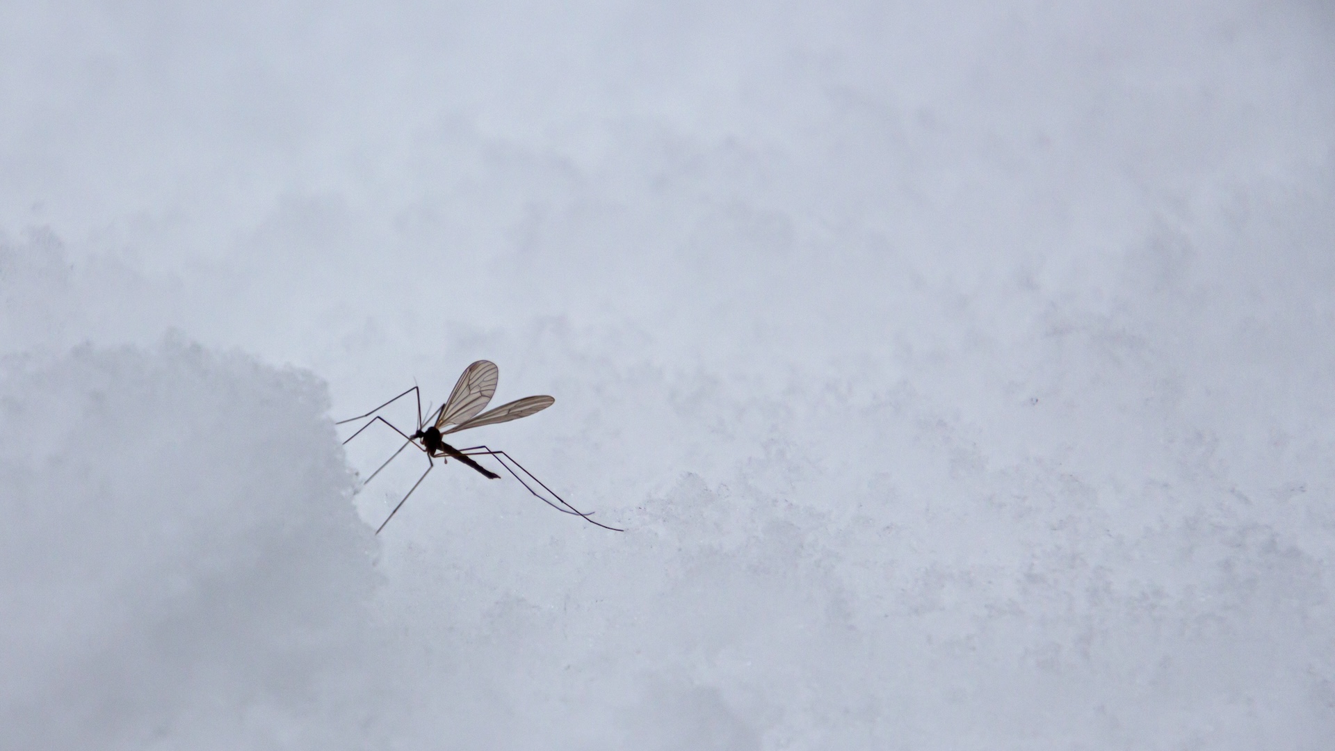 Iceland just got its first mosquitoes