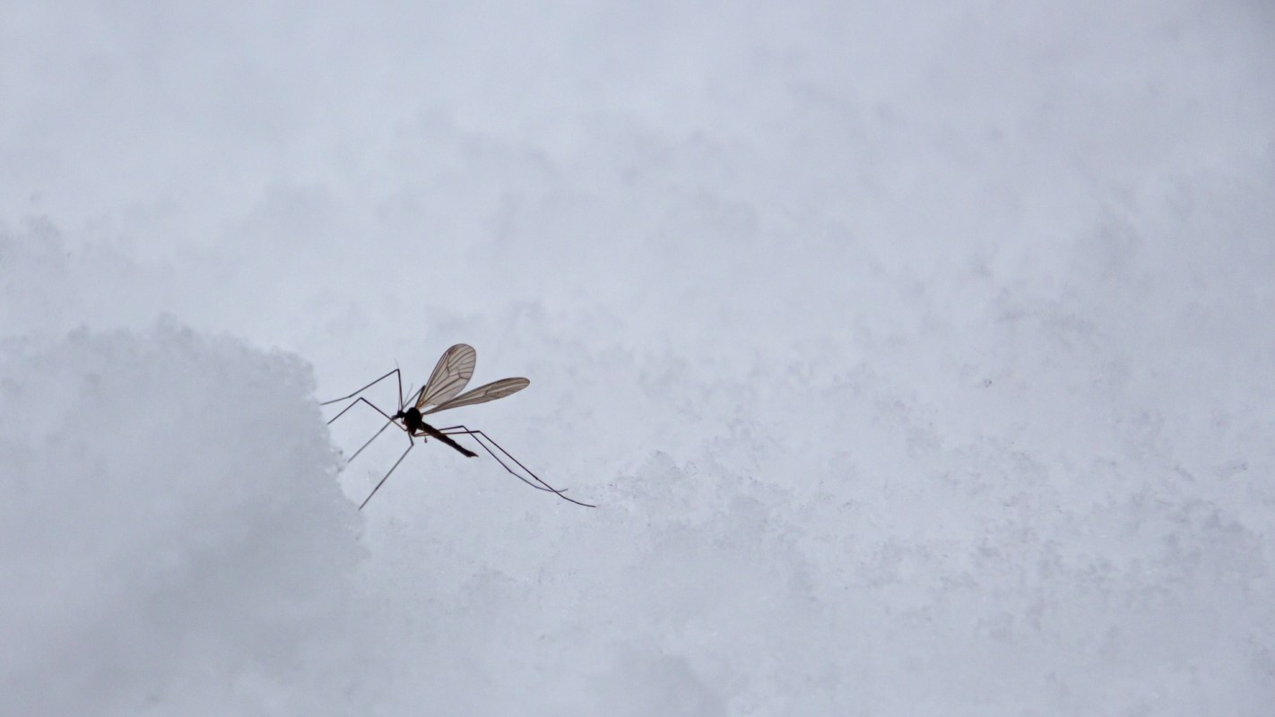 A delicate mosquito perched on a snowy surface, with soft white snow as the backdrop.