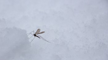 A delicate mosquito perched on a snowy surface, with soft white snow as the backdrop.