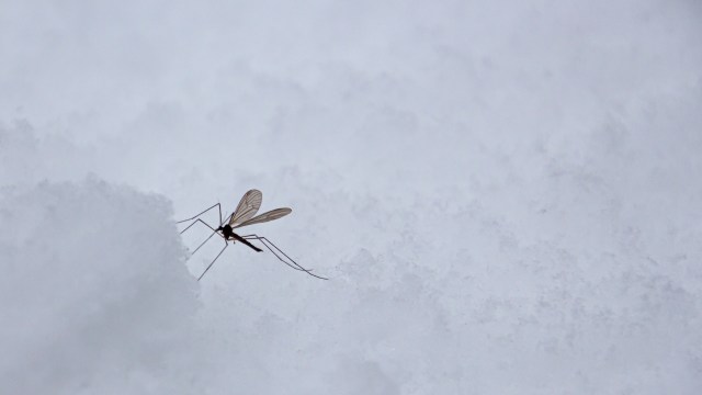A delicate mosquito perched on a snowy surface, with soft white snow as the backdrop.