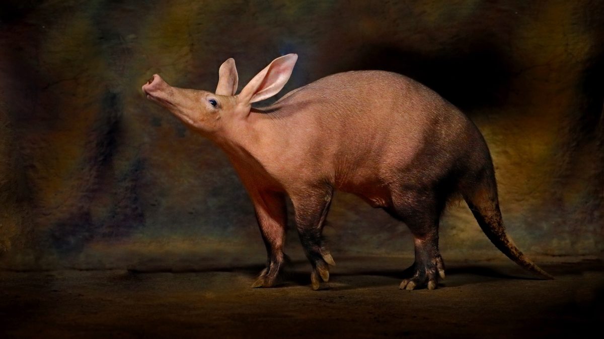 An aardvark at night.