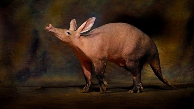 An aardvark at night.