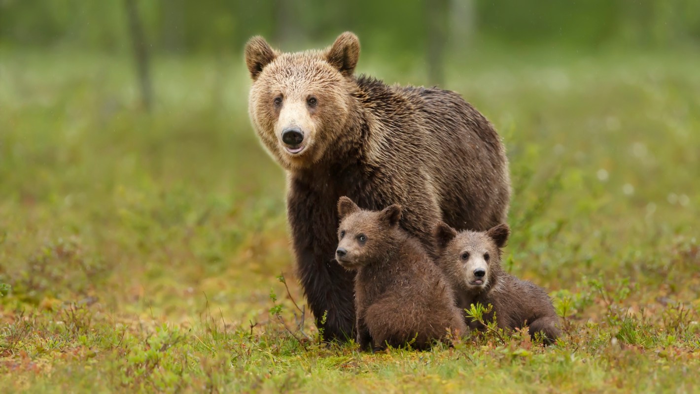 A brown bear stands protectively with two adorable cubs in a lush, green field.