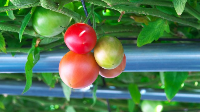 Ripe and unripe tomatoes hanging above a metal support structure.