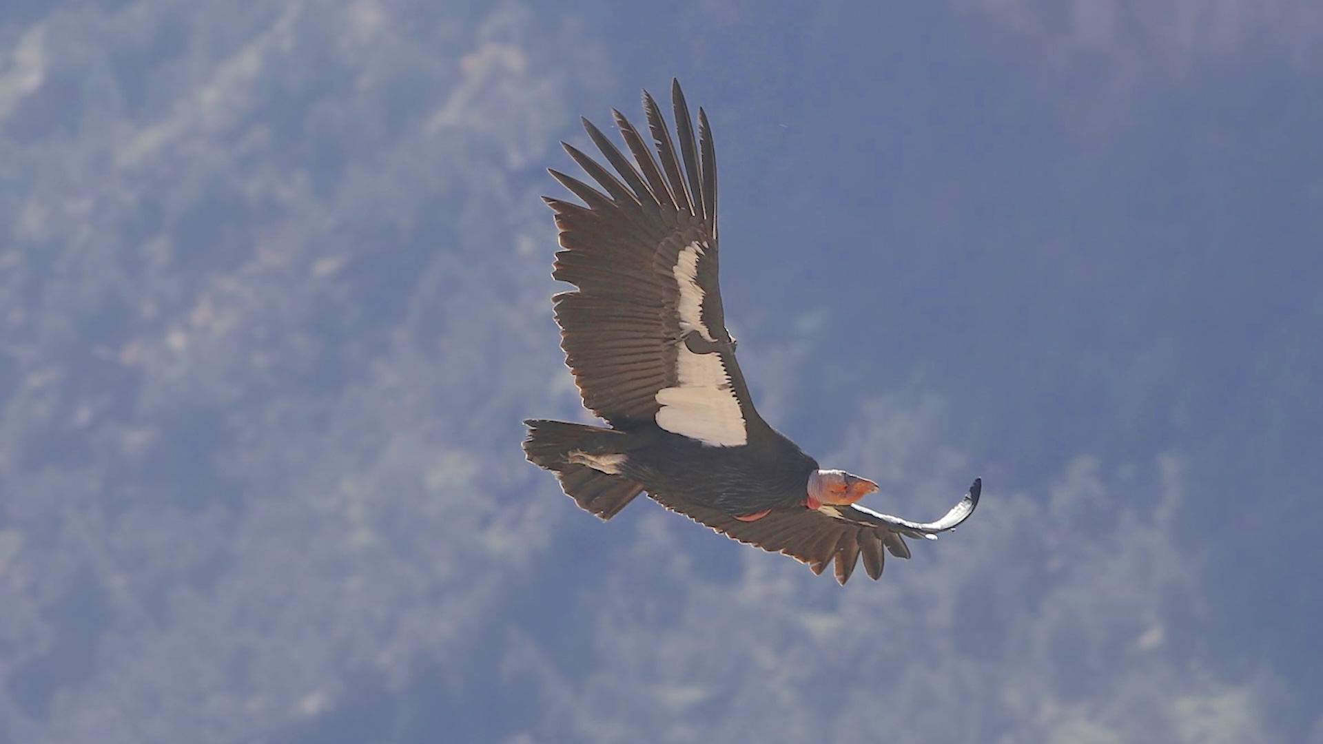 Scientists hopeful after critically endangered condors tend to species' first egg in over a century